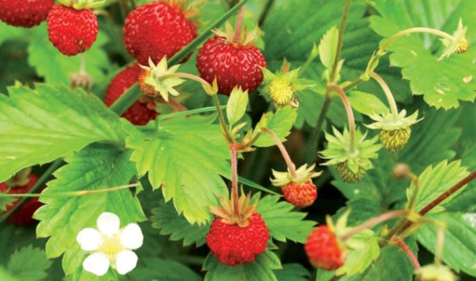 Festa delle Fragole