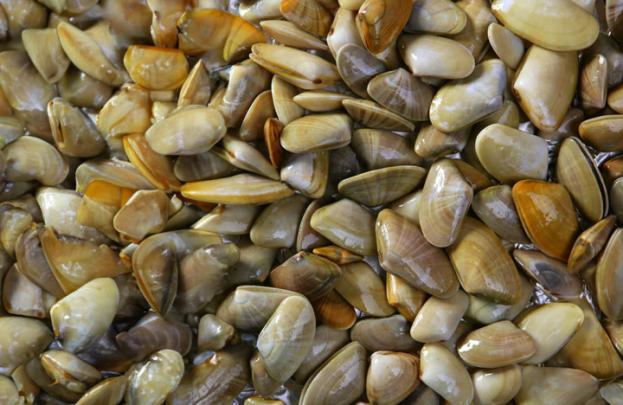 Sagra della tellina
