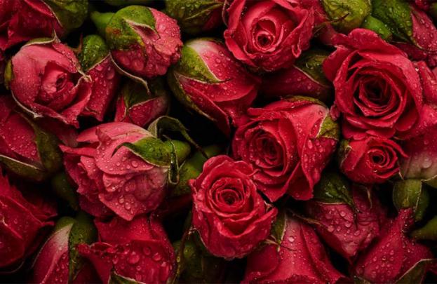 Sagra delle Rose